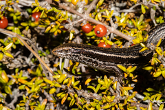 Oligosoma burganae