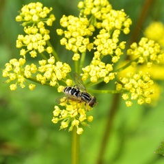Anasimyia anausis