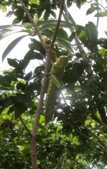 Tropidacris collaris