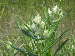 Pseudognaphalium macounii