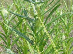 Pseudognaphalium macounii