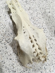 Pelecaniformes