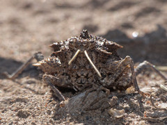 Graea horrida