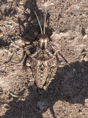 Graea horrida