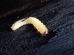 Synchroidae
