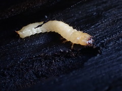 Synchroidae