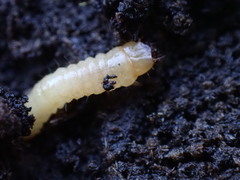 Synchroidae