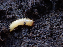 Synchroidae
