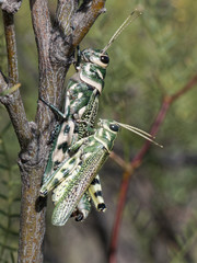 Diponthus argentinus