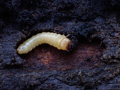 Synchroidae