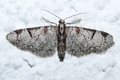 Eupithecia insigniata