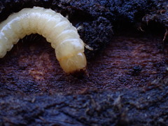 Synchroidae