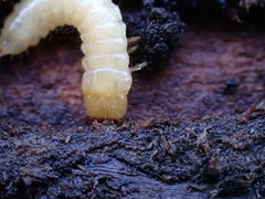 Synchroidae