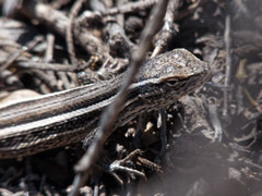 Liolaemus gracilis
