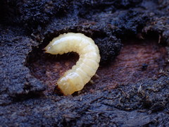 Synchroidae