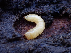 Synchroidae