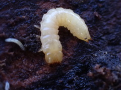 Synchroidae