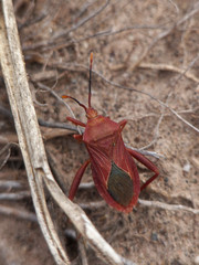 Athaumastus haematicus