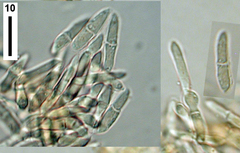 Plectosphaerella alismatis