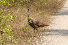 Meleagris gallopavo osceola