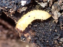 Synchroidae