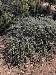 Ceanothus foliosus var. medius