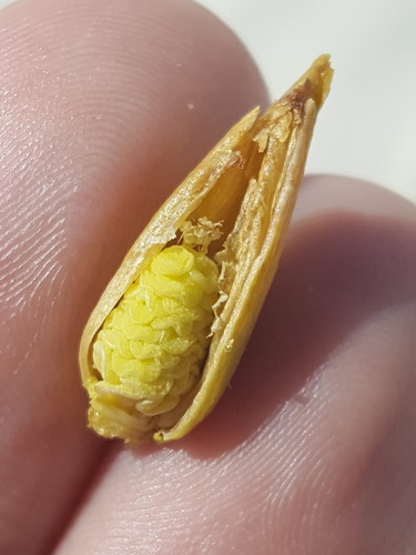 iNaturalist observation 2022-03-10