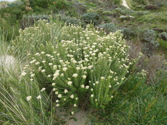 Ozothamnus turbinatus