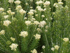 Ozothamnus turbinatus