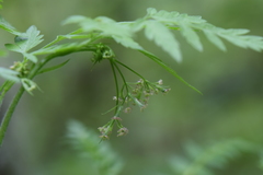 Osmorhiza mexicana