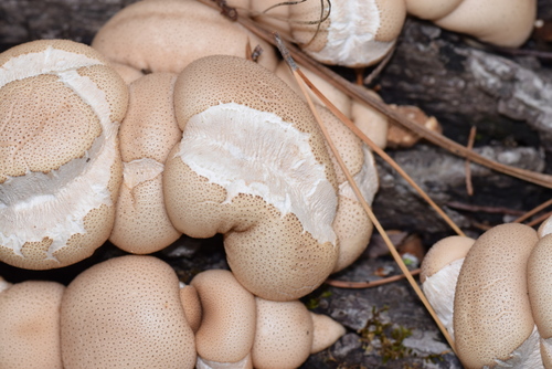 Apioperdon pyriforme — (c) Blake Bringhurst, some rights reserved (CC BY)