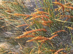 Allocasuarina humilis
