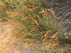 Allocasuarina humilis