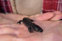 Ambystoma 'unisexual complex'