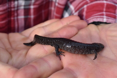Ambystoma 'unisexual complex'