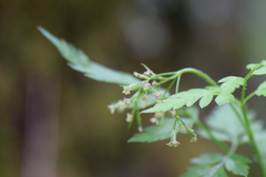 Osmorhiza mexicana