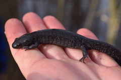 Ambystoma 'unisexual complex'