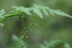 Osmorhiza mexicana