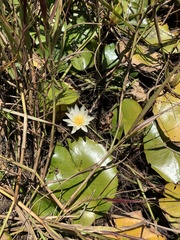 Nymphaea pulchella