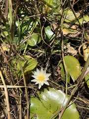 Nymphaea pulchella