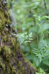 Osmorhiza mexicana