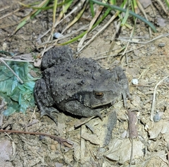 Bufo gargarizans