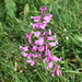 Polygala major - Photo (c) alderash, some rights reserved (CC BY-NC), uploaded by alderash