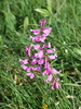 Polygala major - Photo (c) alderash, some rights reserved (CC BY-NC), uploaded by alderash
