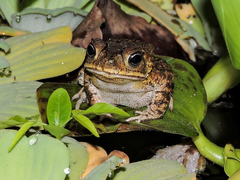 Incilius mazatlanensis
