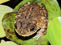 Incilius mazatlanensis