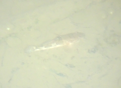 Odontobutis obscurus