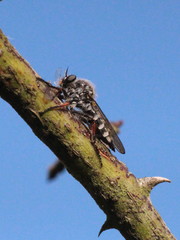 Leptarthrus brevirostris