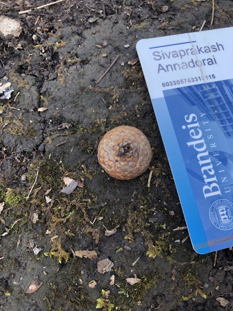 scarlet oak from Cedarwood Playground, Waltham, MA, US on March 10