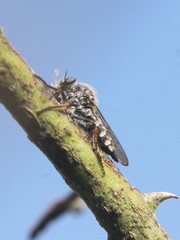 Leptarthrus brevirostris